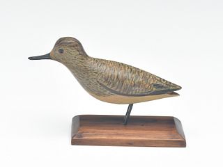 Rare miniature red knot, George Boyd, Seabrook, New Hampshire.