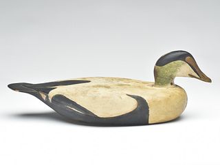 Eider drake from southern Maine, circa 1930.