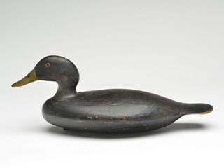 Black duck, Stevens Brothers, Weedsport, New York, last quarter 19th century.