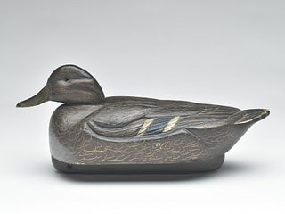 Black duck, Francis Kortright, Toronto, Ontario, 2nd quarter 20th century.