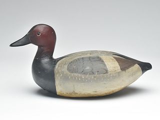 Rare, important, and possibly unique canvasback drake, Lloyd Sterling, Crisfield, Maryland, 1st quarter 20th century.