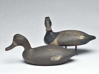 Pair of bluebills from the Crisfield area of Maryland, 2nd quarter 20th century.