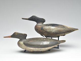Important rigmate pair of mergansers, from the outer arm of Cape Cod, Massachusetts carver, 1st quarter 20th century.