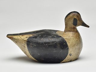 Early long tailed duck, from Massachusetts, last quarter 19th century.