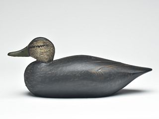 Excellent black duck, Elmer Crowell, East Harwich, Massachusetts., 1st quarter 20th century.