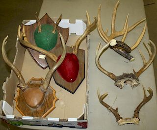 five pair of Whitetail deer antlers three mounted on wooden plaques,