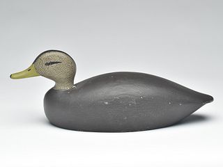 Black duck, Keyes Chadwick, Oak Bluffs, Martha's Vineyard, 2nd quarter 20th century.