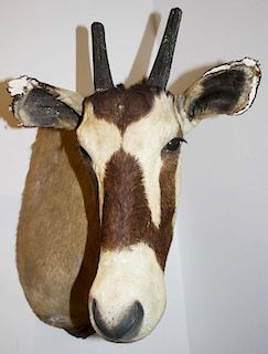 South African gazelle taxidermy mount- damage to ears