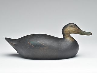 Very rare and desirable special order black duck, Mason Decoy Factory, Detroit, Michigan, circa 1890.