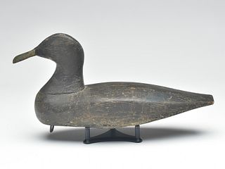 Black duck, Sebastian Taylor, Eastern shore of Virginia, 1st quarter 20th century.