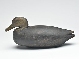 Black duck, Elkanah Cobb, Cobb Island, Virginia, last quarter 19th century.