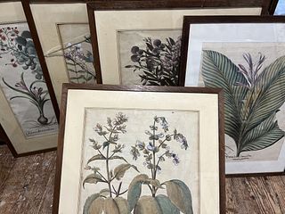 Five Besler Botanical Engravings