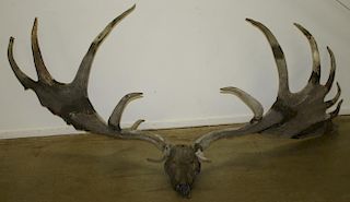 Rare Prehistoric Irish Elk antlers and skull. Megalocerus Gigangeus, late Pleistocene. 9' span, 16 p