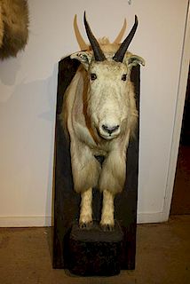 Front torso mountain goat mount. To Benefit the Shelburne Museum Acquisition Fund.