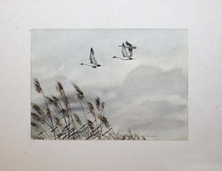 Watercolor flying pintail signed David Hagerbaumer (1921-2014). 9"x7".