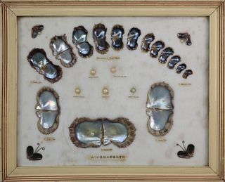 Vintage Framed and Mounted "Specimen of a Pearl Shell"