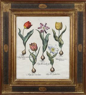 After Basilius Besler Colored Botanical Engraving of Tulips