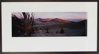 Warren Marr "Bristlecone Pines, White Mountain"