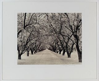 Roman Loranc (Polish, Amer. 1956) Almond Orchards