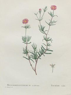 Pierre Joseph Redoute - Mesembryanthemum scabrum