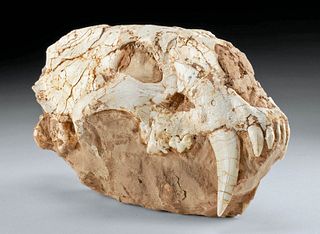 Fossilized Saber Cat Skull - Amphimachairodus Giganteus