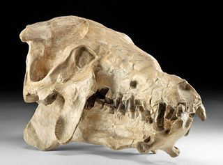 Fossilized Entelodont Hell Pig Skull - Archaeotherium