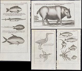 Dampier - 6 Natural History Engravings