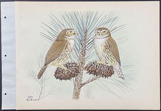 Brasher - Pygmy Owl. 379