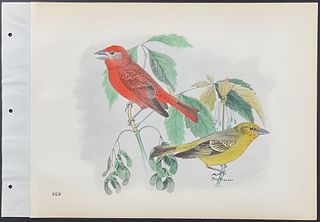 Brasher - Hepatic Tanager. 609