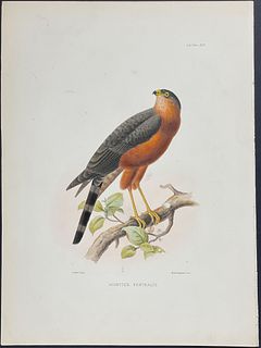 Sclater - Red-chested Sparrow-Hawk. 13