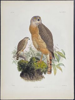 Sclater - Red-tailed Buzzard-Hawk. 88