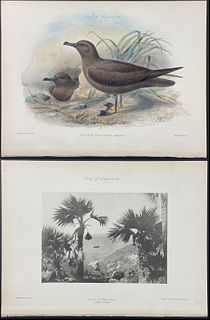 Rothschild, Hawaii - 5 Lithographs of Hawaiian Birds and Habits