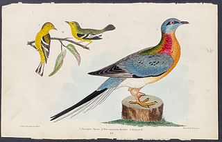 Wilson - Passenger Pigeon, Blue-mountain Warbler, & Hemlock Warbler. 44