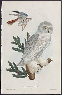 Wilson - Snow Owl (Snowy Owl) & Sparrow-Hawk. 32