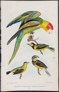 Wilson - Carolina Parrot, Canada Flycatcher, Hooded Flycatcher, & Green black-capt Flycatcher. 26