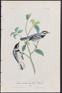 Audubon - Black-throated Grey Wood-Warbler. 94