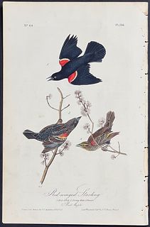 Audubon - Red-winged Starling. 216