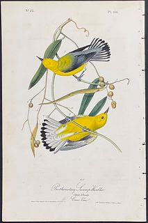 Audubon - Prothonotary Swamp-Warbler. 106