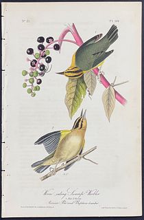 Audubon - Worm-eating Swamp Warbler. 105