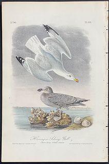 Audubon - Herring or Silvery Gull. 448