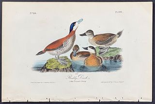 Audubon - Ruddy Duck. 399