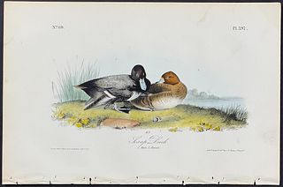 Audubon - Scaup Duck. 397