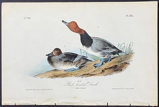 Audubon - Red headed Duck. 396