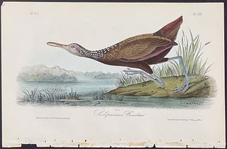 Audubon - Scolopaceous Courlan. 312