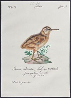 Delattre, Original Watercolor - Woodcock, young