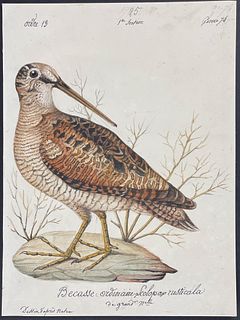 Delattre, Original Watercolor - Woodcock
