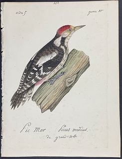 Delattre, Original Watercolor - Woodpecker