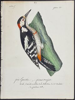 Delattre, Original Watercolor - Woodpecker