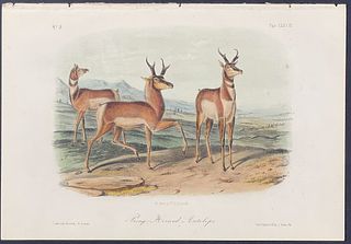 Audubon - Prong-horned Antelope. 77