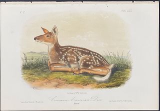 Audubon - Common American Deer. 81